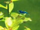 Blue Dream Shrimp (5)