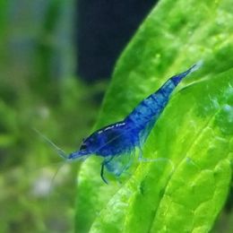 Blue Dream Shrimp (5)