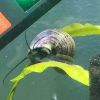 Assorted Mystery Snails (3)